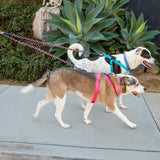 New Tangle-Free Double Leash - 1st Step Training Tool